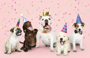 Festa boa pra cachorro!